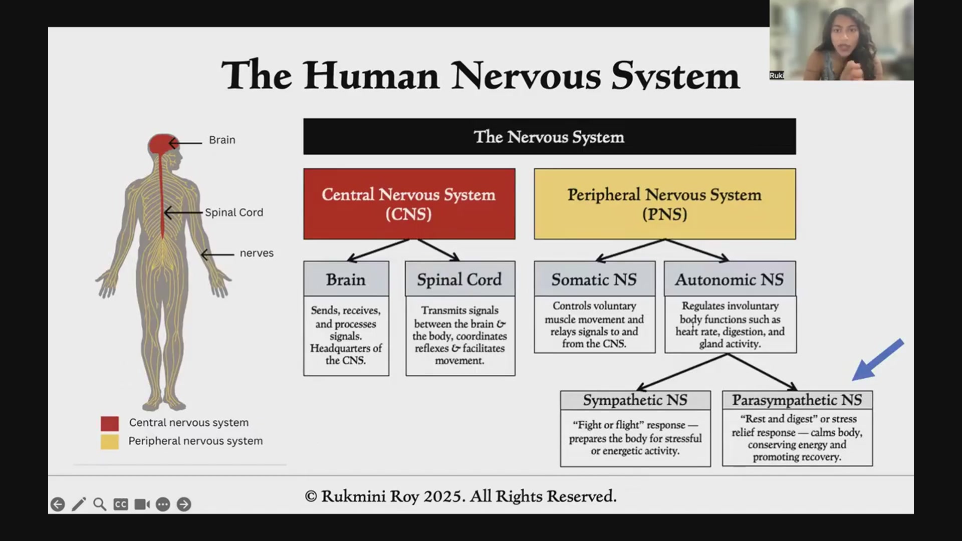 Autonomic nervous system map