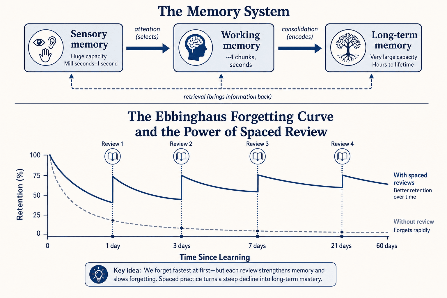 Memory flow from sensory to working to long-term memory, with forgetting curve below.